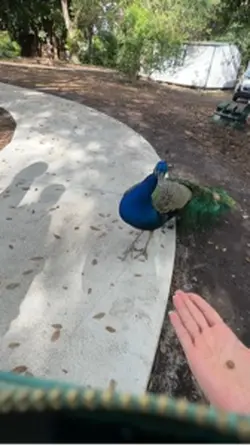 Peacock 