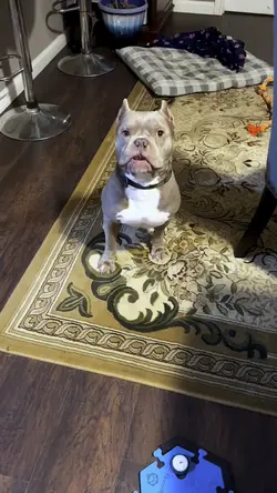Peanut Talking Dog