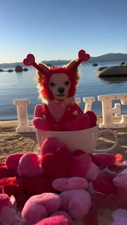 Valentine’s Day