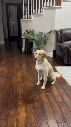 Dog vs. Lemon