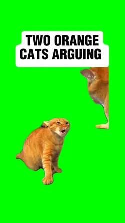 TWO CATS ARGUING 
