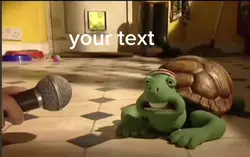 funny tortoise 
