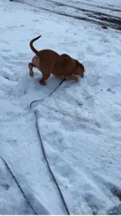 Doggy