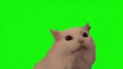 MEOW