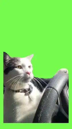 Cat driving 