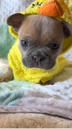 Oklahoma Frenchies 