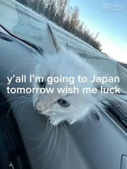 Cat:333