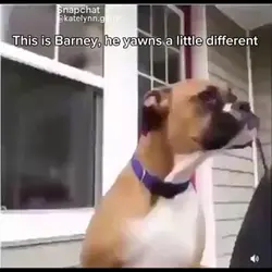 this is my dog,