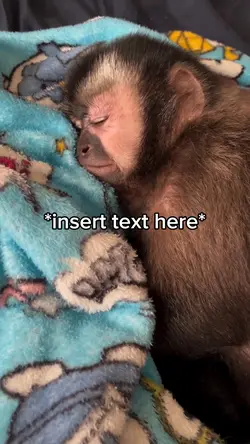 Monkey Sleeping 