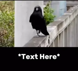Crow walk meme 