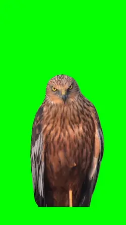 Evil looking bird 
