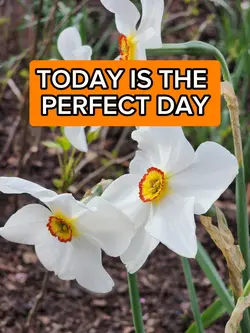The Perfect Day