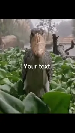 Scary bird 