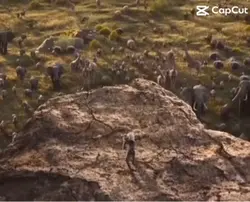 Lion king meme