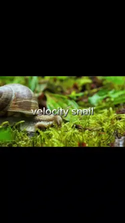 Velocity snail