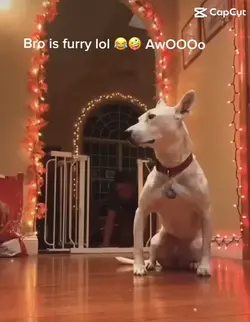 Furry