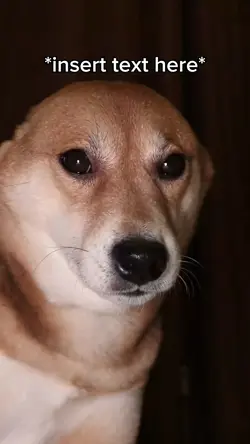 Dog Dancing 