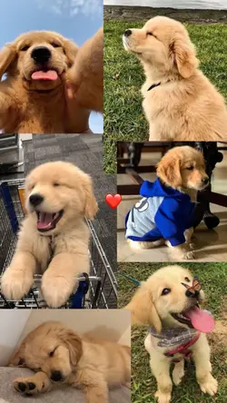 YOUR PET ❤️🩹