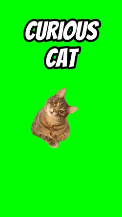 Curious cat 
