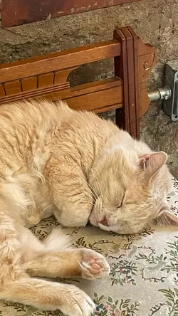At the cat café