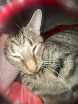 Evil kitty 😼