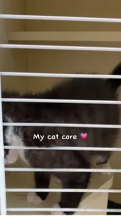 my cat core 
