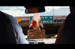 Giraffe meme