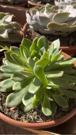 Suculentas 