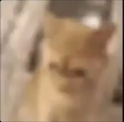 Waaaa