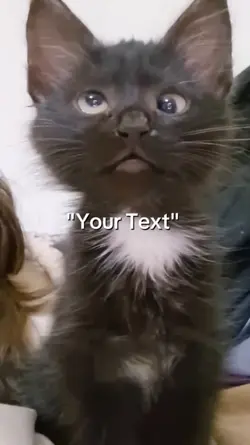 Huh Cat Meme