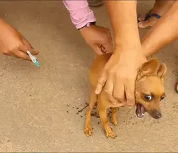 meme cachorro