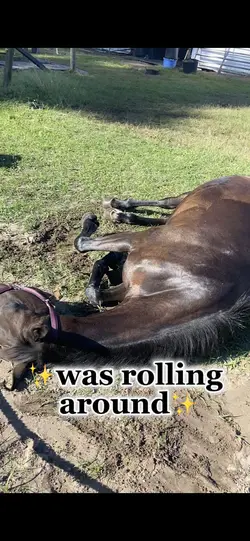 ✨was rolling around✨
