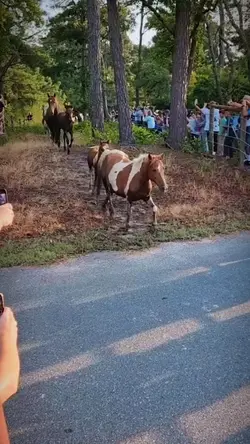 more chincoteague 