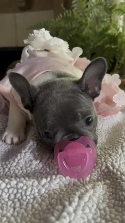 Frenchies puppies