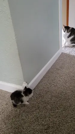 cats