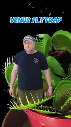 Venus Flytrap 
