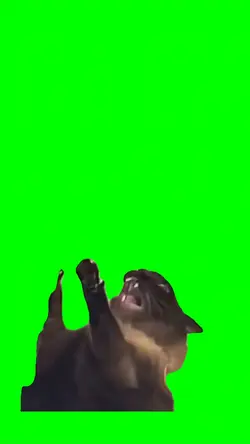 Spazzing Cat