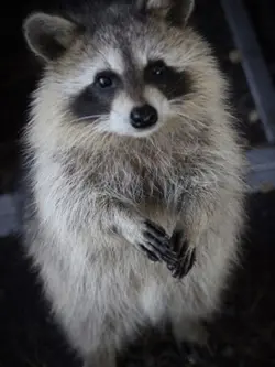 Raccoon edit 