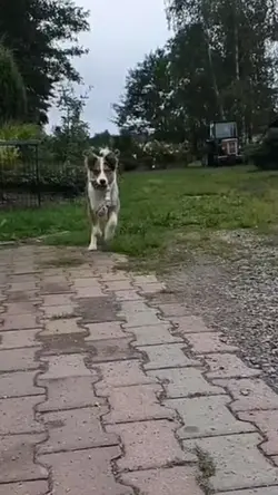 Border collie