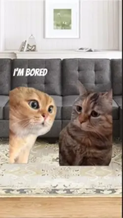 Cat story 