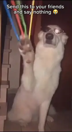 Dog Rizz 