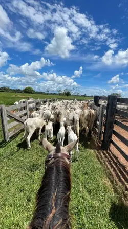 vaqueiro 