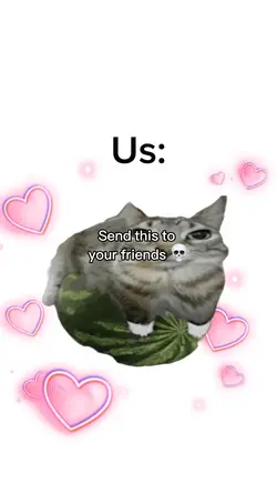 Cat watermelo