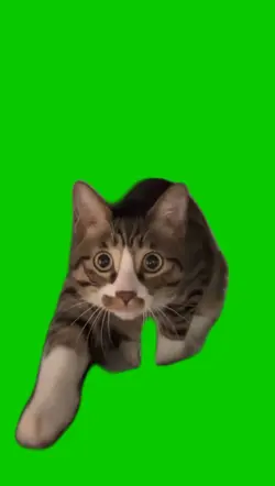 Gato miando