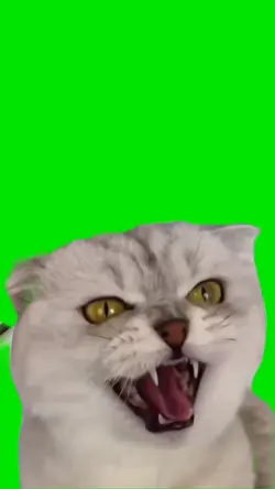 smiling cat