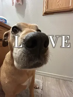 Puppy looovvee