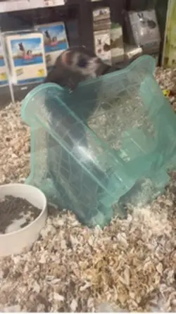 ferrets