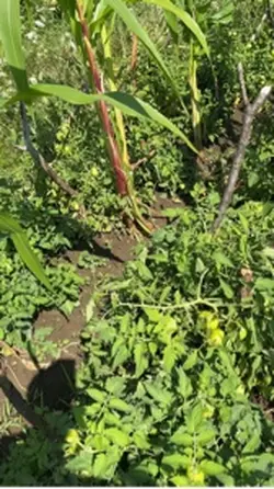 #farm@@$$##