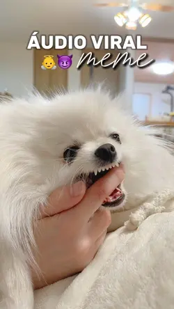 Áudio meme para pets