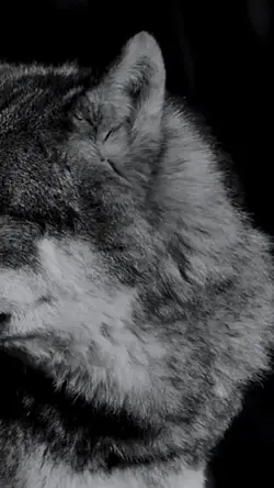 The Wolf